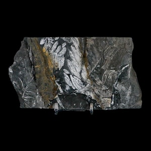 6&quot; Alethopteris Fern Plant Leaf Fossil Carboniferous Age Llewellyn Formation ST Clair, COA Free Stand and Shipping