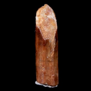 0.9&quot; Rebbachisaurus Sauropod Fossil Tooth Early Cretaceous Dinosaur Morocco Certificate Of Authenticity Free Display and Shipping