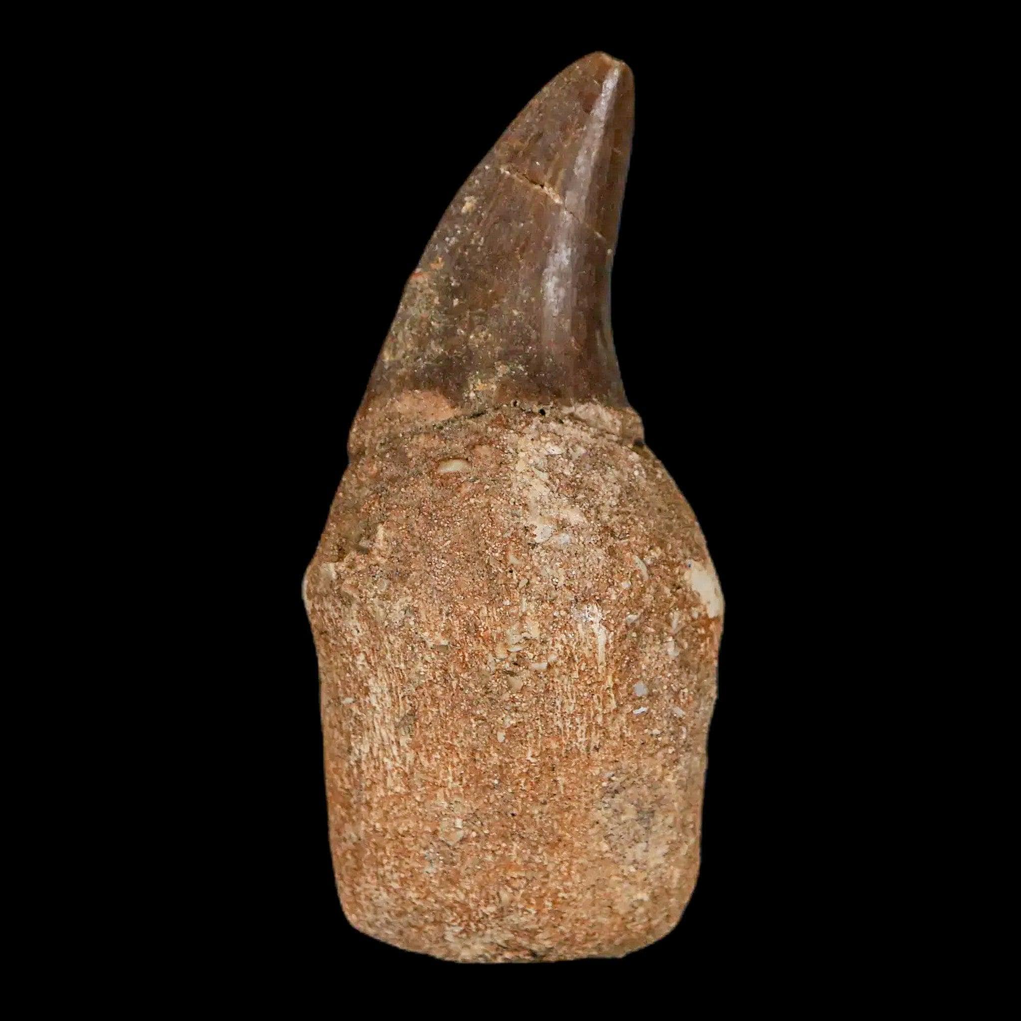 白亜紀の驚異！プログナトドン・ギガンテウスの化石歯 - 極上の一品 白亜紀の驚異！プログナトドン・ギガンテウスの化石歯 - 極上の一品