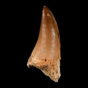 XL 2.2" Mosasaur Prognathodon Fossil Tooth Cretaceous Dinosaur Era Oued Zem Morocco Certificate of Authenticity Free Stand Free Shipping