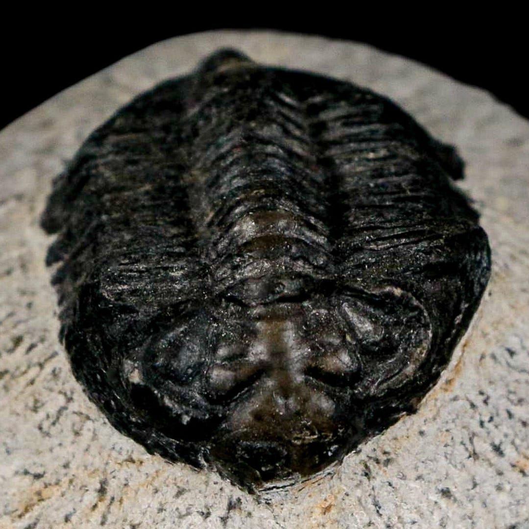 1.6インチ Coltraenia Oufatenensis 三葉虫化石 モロッコ デボン紀 4億