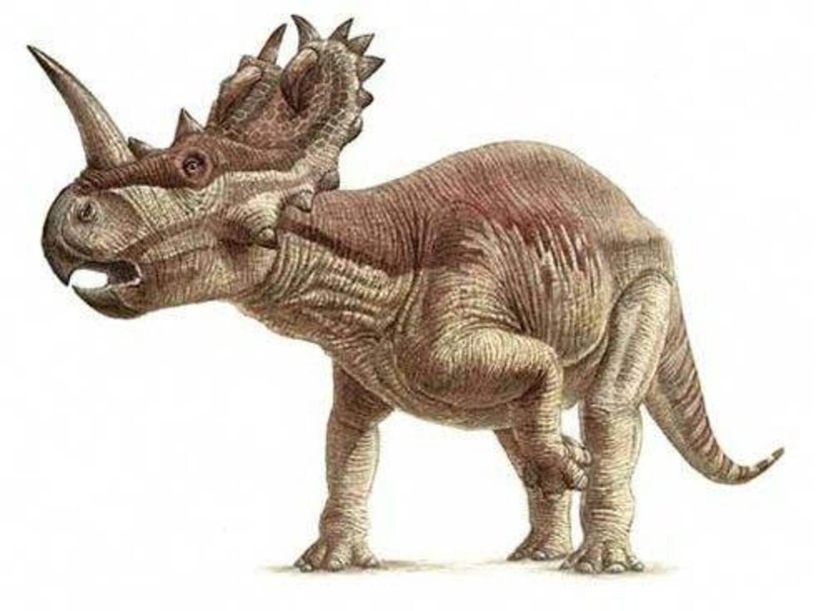 centrosaurus fossil