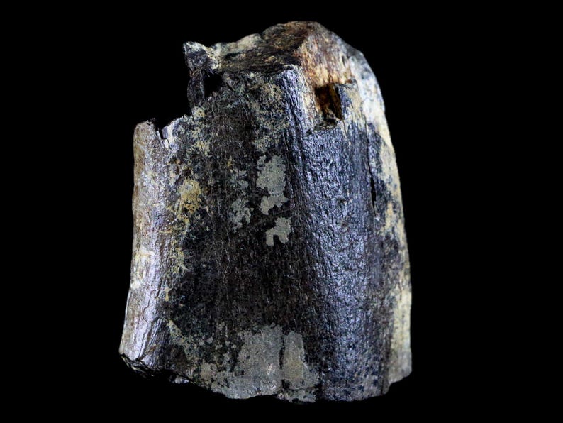 2.5" Edmontosaurus Fossil Rib Bone Specimen Lance Creek Formation Cretaceous Dinosaur Wyoming Certificate of Authenticity Free Shipping image 7