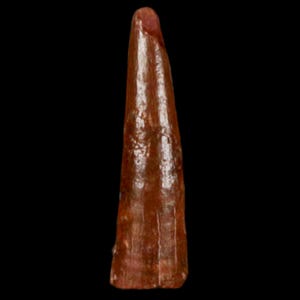 0.9&quot; Pterosaur Coloborhynchus Fossil Tooth Upper Cretaceous Kem Kem Basin Morocco Certificate Of Authority Free Display and Free Shipping
