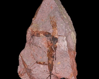 5,6 "Ascocystitis Crinoid Stiele Stacheloderm Fossile Moral EL Kaid Errami Marokko Platte Ordovizier Alter frei stehen und kostenloser Versand
