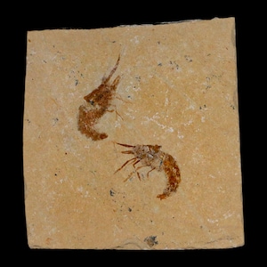 2 2匹のエビの化石 Carpopenaeus 白亜紀 1億年前 セノマニアン層 レバノン 真正証明書付き 送料無料