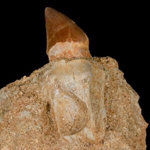 2.9&quot; Mosasaur Prognathodon Fossil Tooth Rooted In Matrix Cretaceous Dinosaur Era Oued Zem Morocco Certificate of Authenticity Free Shipping