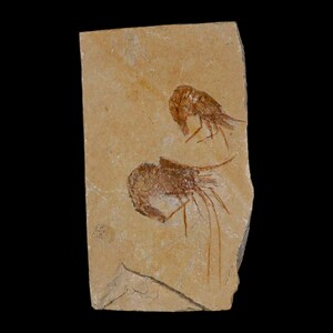 2 2匹のエビの化石 Carpopenaeus 白亜紀 1億年前 セノマニアン層 レバノン 真正証明書付き 送料無料