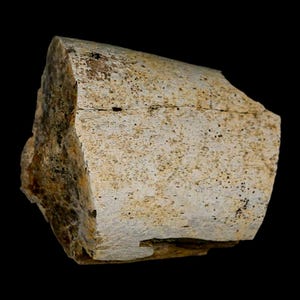 2.8&quot; Triceratops Fossil Rib Bone Lance Creek Formation Late Cretaceous Dinosaur Wyoming Certificate of Authenticity Free Shipping
