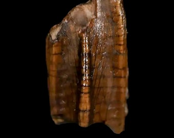 0.5" Brachylophosaurus Fossil Tooth Cretaceous Dinosaur Judith River Formation Dinosaur Montana Certificate Of Authenticity Free Shipping