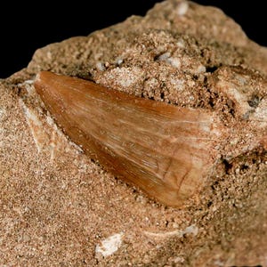 1.2&quot; Mosasaur Baugei Fossil Tooth In Matrix Oued Zem Morocco Cretaceous Dinosaur Era Certificate of Authenticity Free Shipping