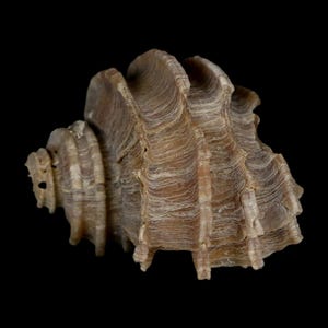 May include: A studio photograph of a beige seashell on a black backdrop. The shell displays a ridged, textured surface and a spiral form. The shell's colour is a blend of light brown and cream.