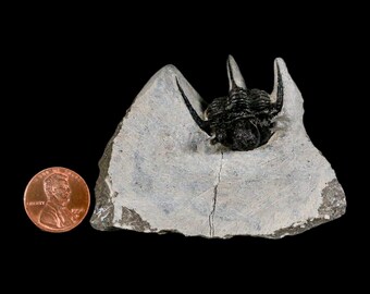 1.5インチ キファスピス・オタリオン 有棘三葉虫化石 モロッコ デボン