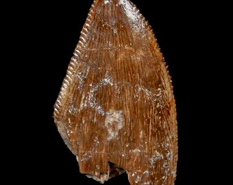 0.9" Majungasaurus Serrated Fossil Tooth Cretaceous Dinosaur Madagascar Certificate Of Authenticity Free Display and Shipping