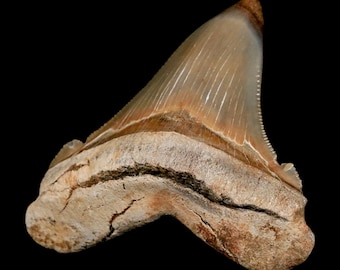 2.8インチ品質メガロドンサメの歯鋸歯状化石サウスカロライナ天然中新