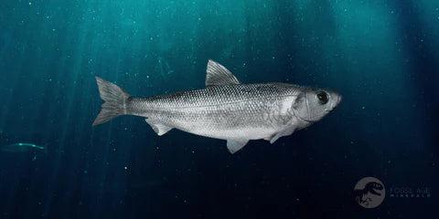 ディプロミスタス　魚の化石　アメリカ　ワイオミング州 産 ワイオミング州産魚化石、ディプロミスタス（Diplomystus）の