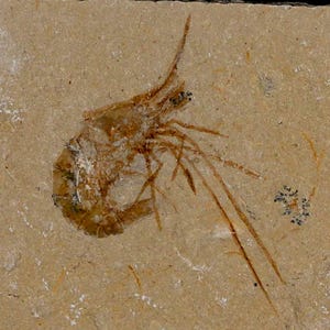 1.8インチ 化石エビ カルポペナエウス 白亜紀 1億年前 セノマニアン層 レバノン 真正証明書付き 送料無料