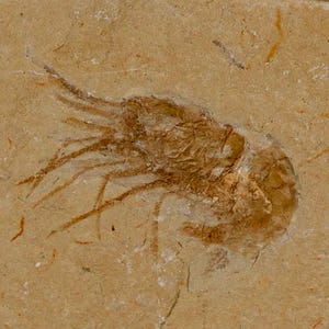 1.4インチの化石エビCarpopenaeus白亜紀1億年前のセノマニアン層レバノン産真正証明書付き送料無料