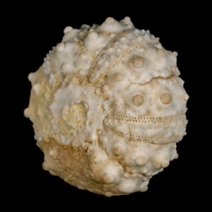 May include: A close-up of a fossilized sea urchin shell. The shell is off-white with areas of tan and brown. It has a rounded shape with small bumps and detailed patterns, set against a black background.