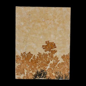 May include: A rectangular stone tile with a beige background and a pattern of brown and black dendritic inclusions, resembling a landscape of trees and foliage. The stone has a natural, textured surface.
