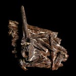 Fossil Bones