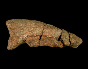 1.6インチ ハドロサウルス恐竜の腱化石 ランスクリーク層 白亜紀