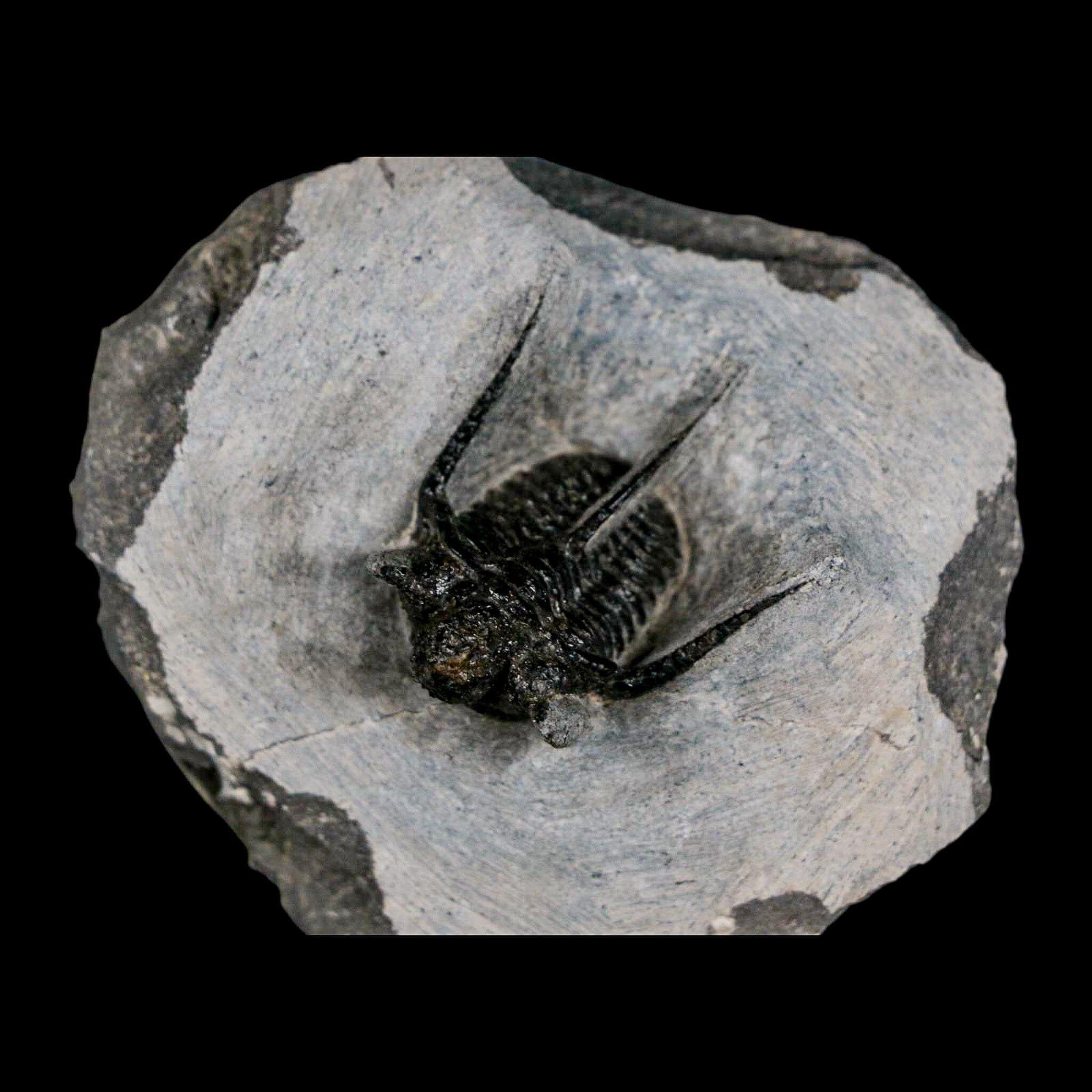 三葉虫 化石 キファスピス モロッコ産 1.3インチ キファスピス・オタリオン 有棘三葉虫化石 モロッコ