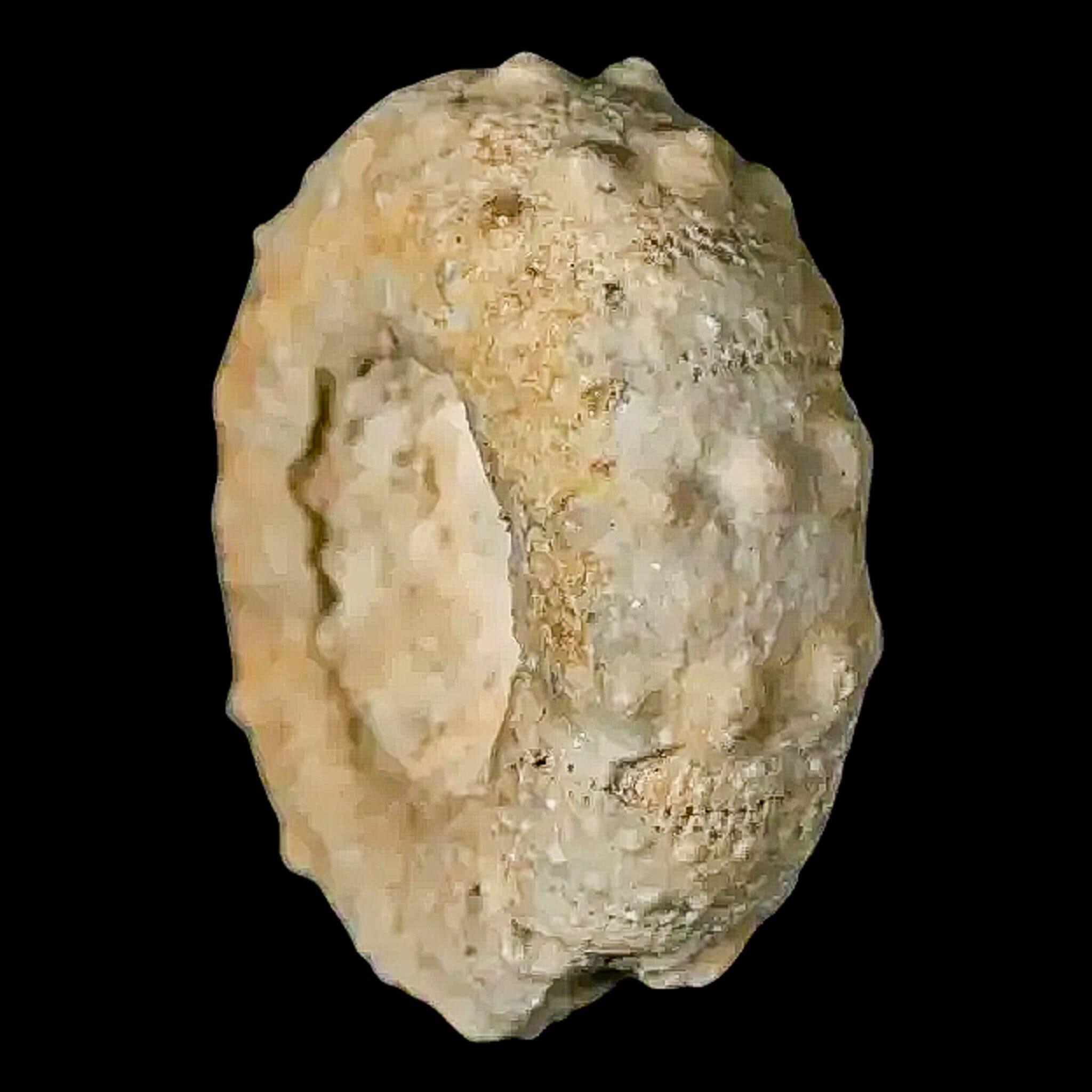 26MM Detailed Fossil Conopygus Sea Urchin Echinoid Cretaceous Age
