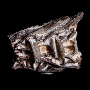 1.8&quot; Xiphactinus Audax Fossil Vertebrae Cretaceous Era Fish Niobrara Formation Kansas Free Shipping
