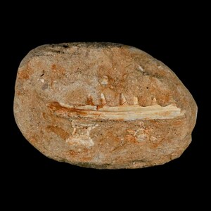 3.4" Saber Toothed Herring Fossil Tooth Jaw Section Enchodus Libycus Cretaceous Oued Zem Morocco COA Free Shipping