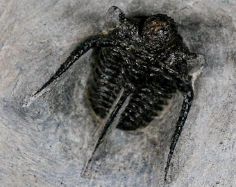 三葉虫 化石 キファスピス モロッコ産 三葉虫 化石 キファスピス モロッコ産 - メルカリ