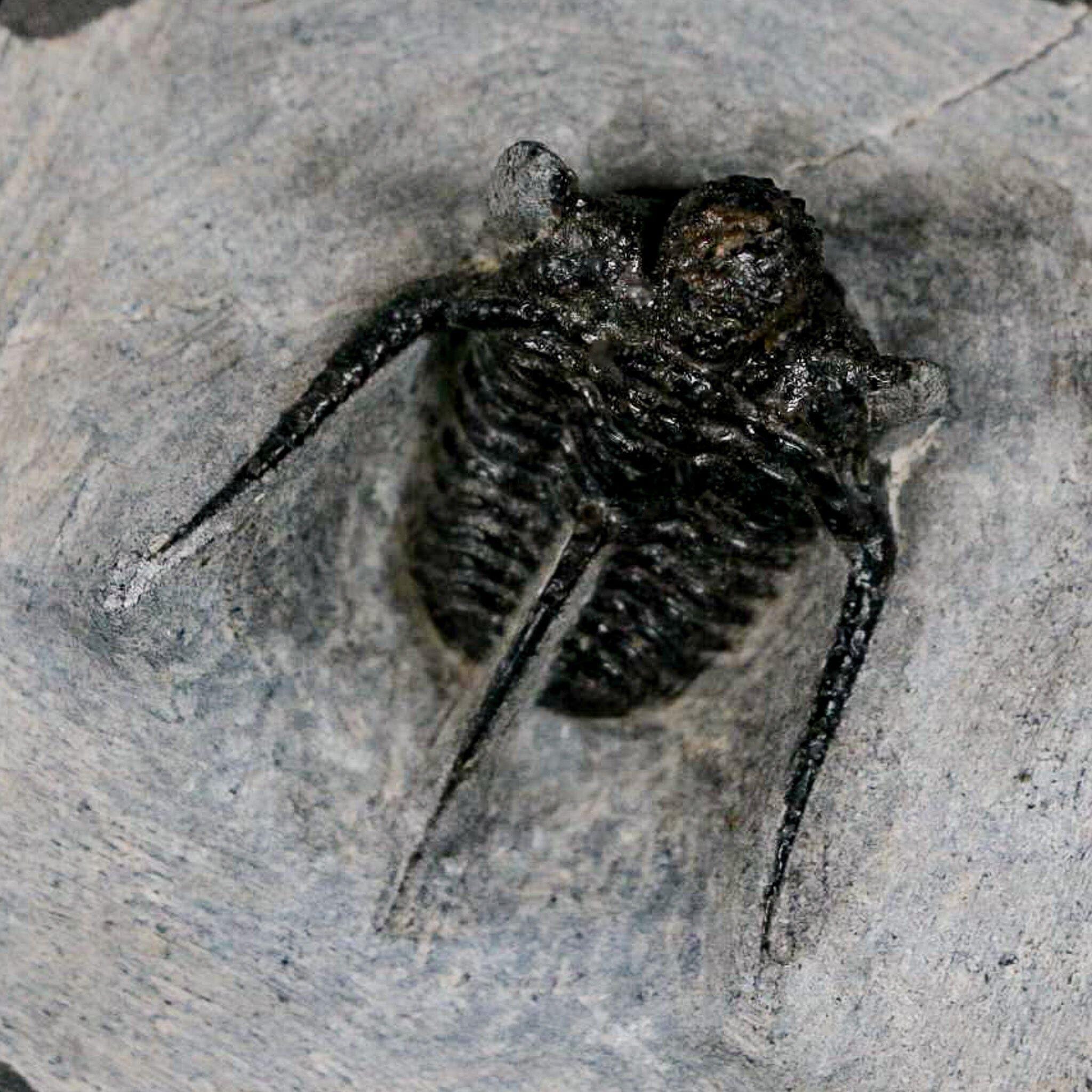 三葉虫 化石 キファスピス モロッコ産 特徴的な3本の棘で知られるモロッコ産三葉虫キファスピスの上質標本