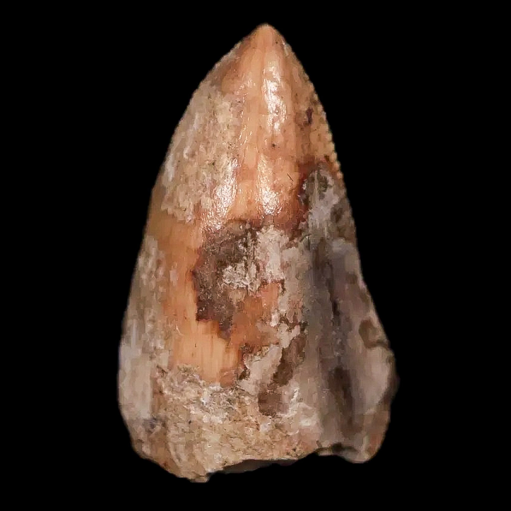 0.5" Phytosaur Fossil Tooth Triassic Age Archosaur Redonda Formation New Mexico Free Certificate of Authenticity, Display And Shipping