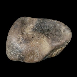 1.7&quot; Sauropod Dinosaur Stomach Stone Gastrolith Rock Gizzard Stone Cloverly Formation Montana Certificate of Authenticity Free Shipping
