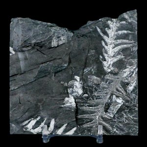 3.7&quot; Alethopteris Fern Plant Leaf Fossil Carboniferous Age Llewellyn Formation ST Clair, Certificate of Authenticity Free Stand and Shipping