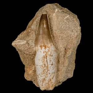 3&quot; Mosasaur Prognathodon Fossil Tooth Rooted In Matrix Cretaceous Dinosaur Era Oued Zem Morocco Certificate of Authenticity Free Shipping