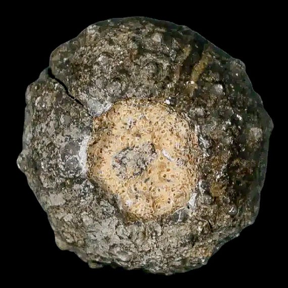 28MM Detailed Fossil Conopygus Sea Urchin Echinoid Cretaceous Age