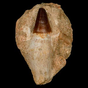3.1&quot; Mosasaur Prognathodon Fossil Tooth Rooted In Matrix Cretaceous Dinosaur Era Oued Zem Morocco Certificate of Authenticity Free Shipping