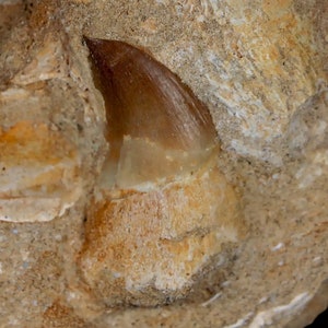 1.6&quot; Mosasaur Prognathodon Fossil Tooth Rooth In Matrix Cretaceous Dinosaur Era Oued Zem Morocco Certificate of Authenticity Free Shipping