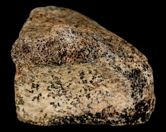 1.8" Hadrosaurus Fossil Toe Bone Judith River Formation Dinosaur Cretaceous Montana Certificate of Authenticity Free Shipping