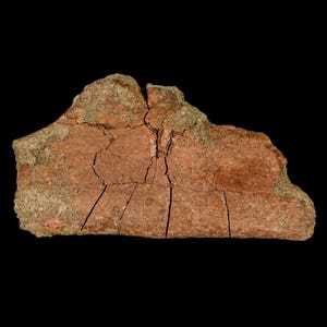 4.6&quot; Triceratops Fossil Rib Bone Lance Creek Formation Cretaceous Dinosaur Wyoming Certificate of  Authenticity Free Shipping