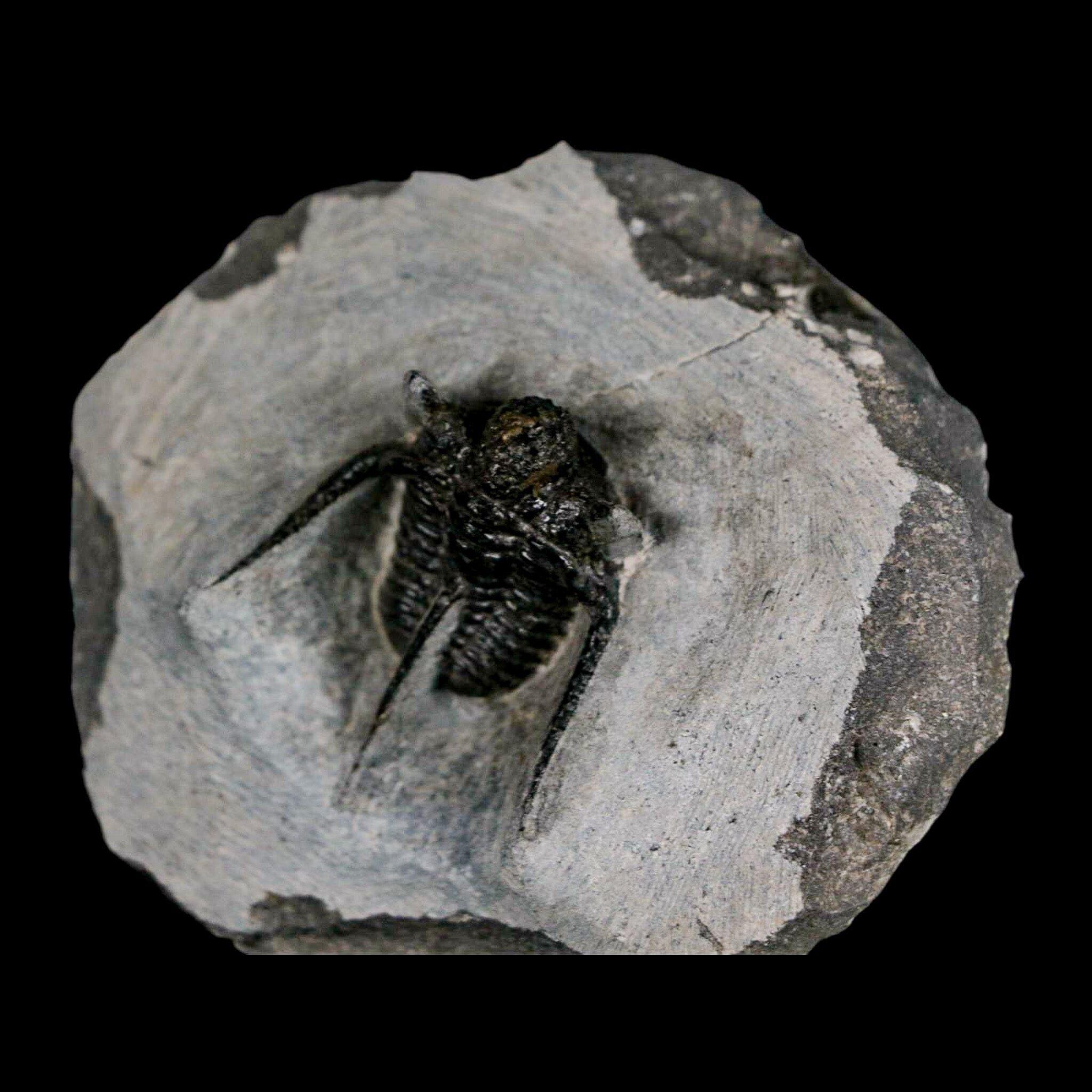 1.3インチ キファスピス・オタリオン 有棘三葉虫化石 モロッコ デボン