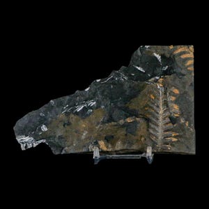 5.5&quot; Alethopteris Fern Plant Leaf Fossil Carboniferous Age Llewellyn Formation ST Clair, COA Free Stand and Shipping