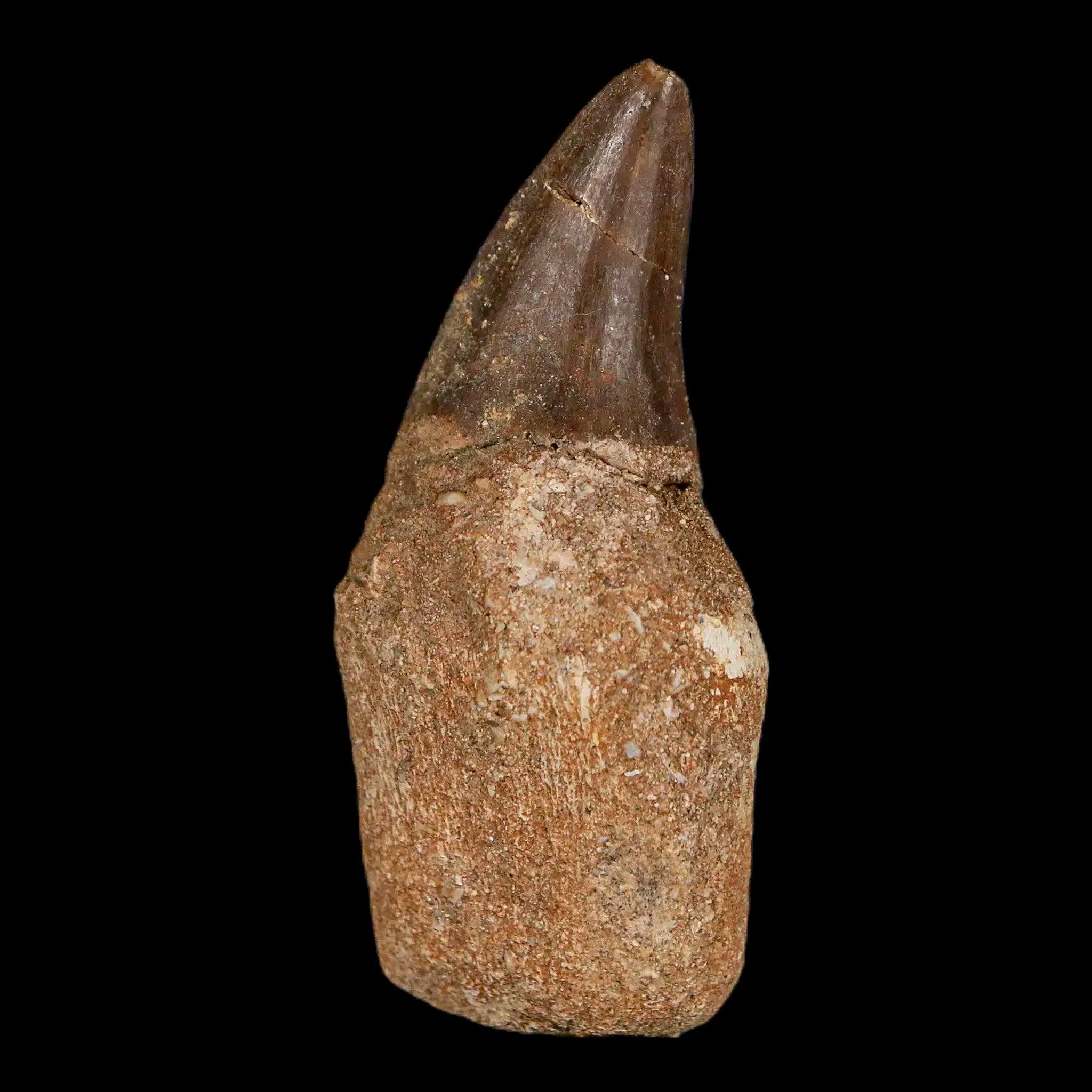 プレミアム品質 モササウルス プログナトドン歯化石 大サイズ 5cm 2.1インチ モササウルス プログナトドン 化石 歯 根付いた 白