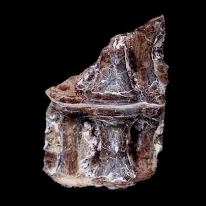 1.5&quot; Xiphactinus Audax Fossil Vertebrae Cretaceous Era Fish Niobrara Formation Kansas Free Shipping