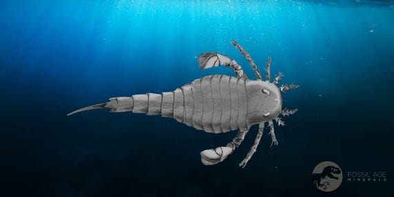 6.5インチ ユーリプテルス海サソリ化石 ユーリプテルス科 シルル