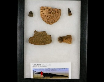 1.1インチ 翼竜コロボリンクス化石歯 上部白亜紀 ケムケム盆地