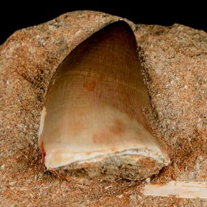 1.4&quot; Mosasaur Prognathodon Fossil Tooth In Matrix Oued Zem Morocco Cretaceous Dinosaur Era COA Free Shipping