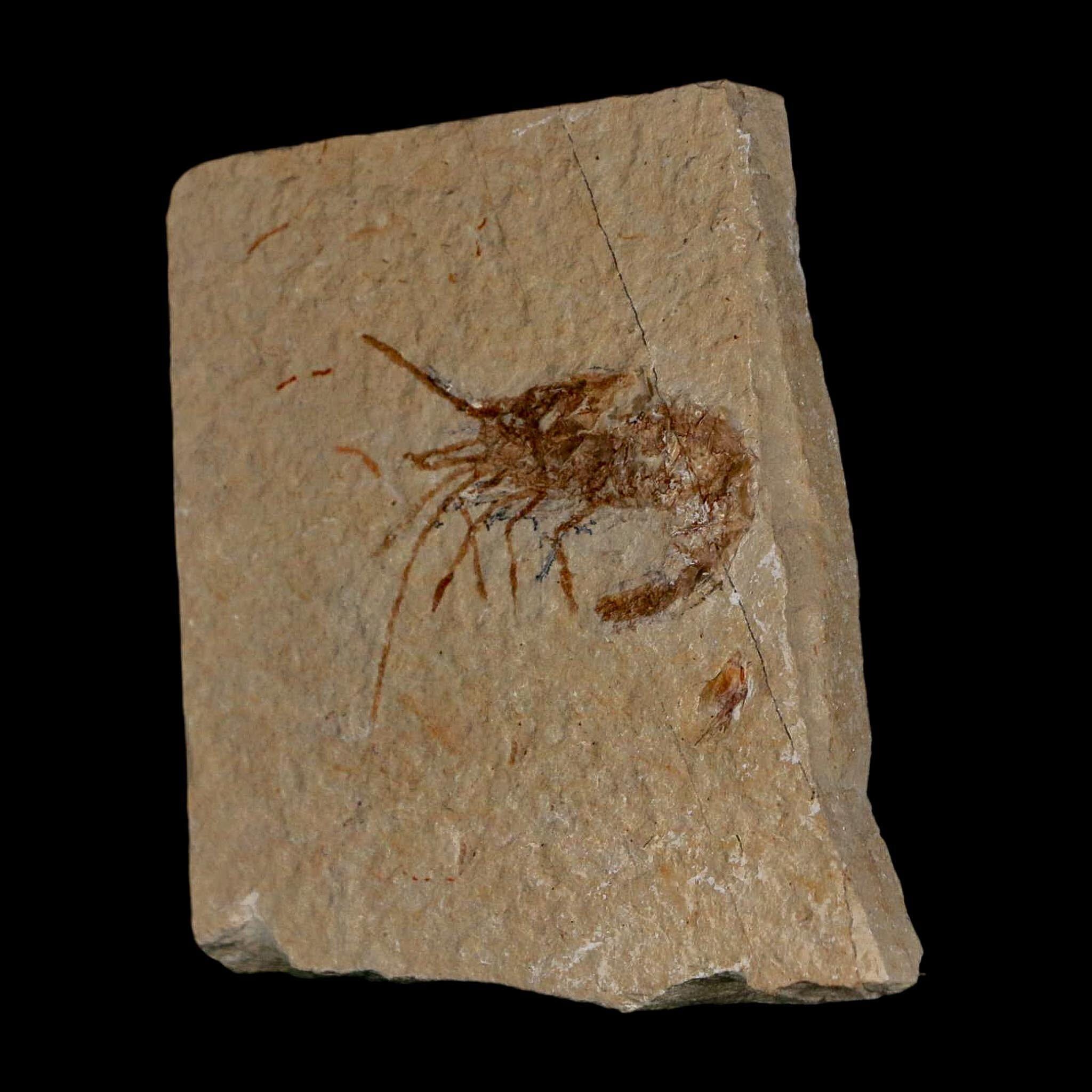 1.6インチの化石エビ、Carpopenaeus、白亜紀、1億年前、セノマニアン層