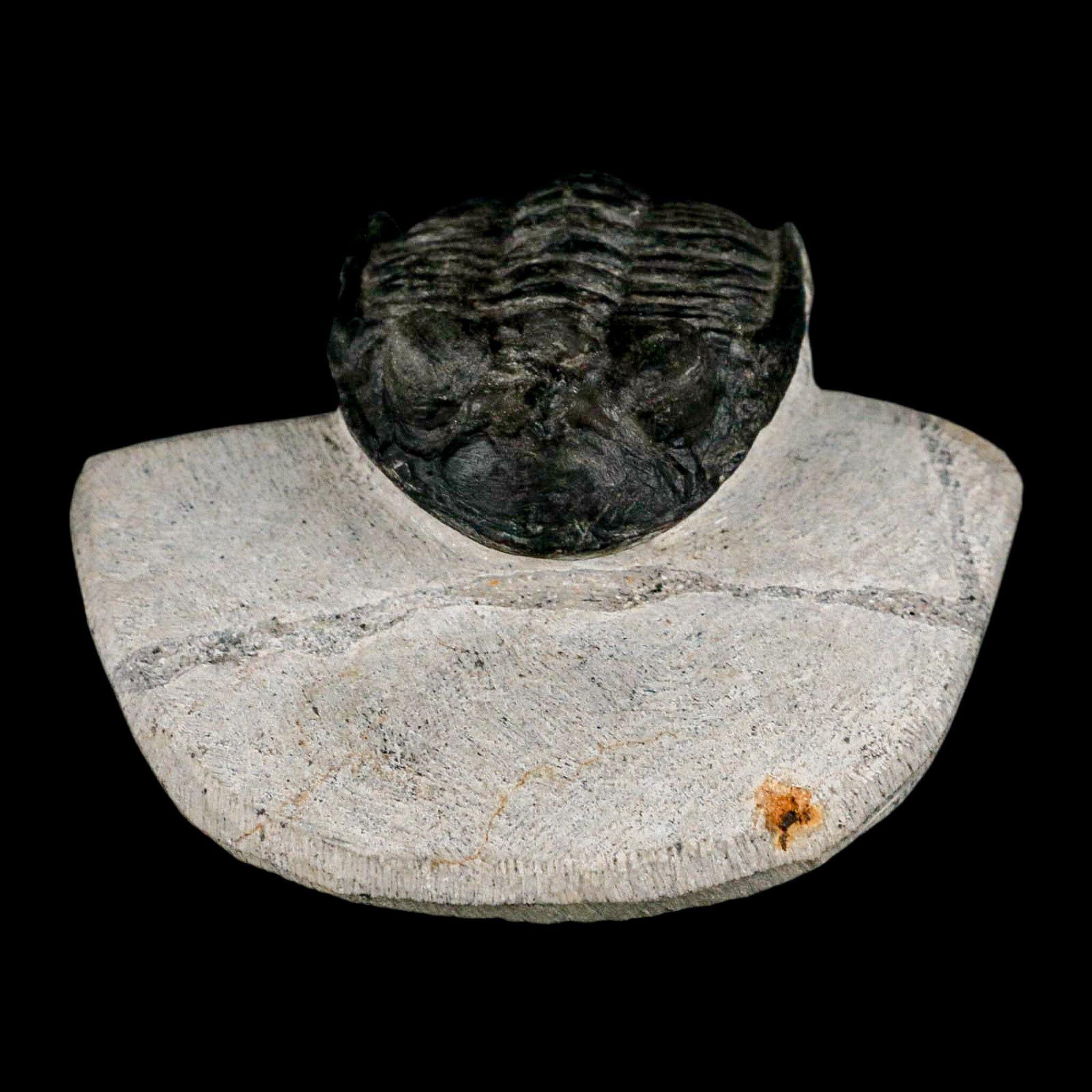 2インチ メタカンティナ・イスモウレンシス 三葉虫化石 モロッコ